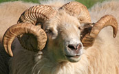 Mouton à grandes cornes